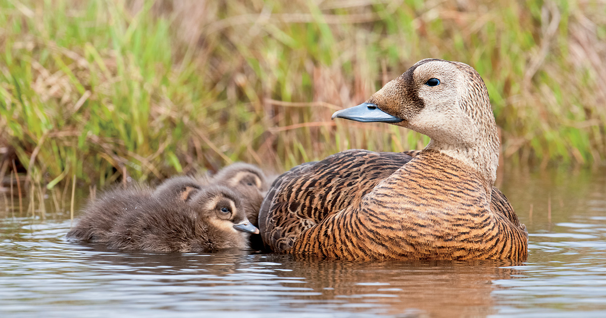 Waterfowl Conservation’s Last Frontier