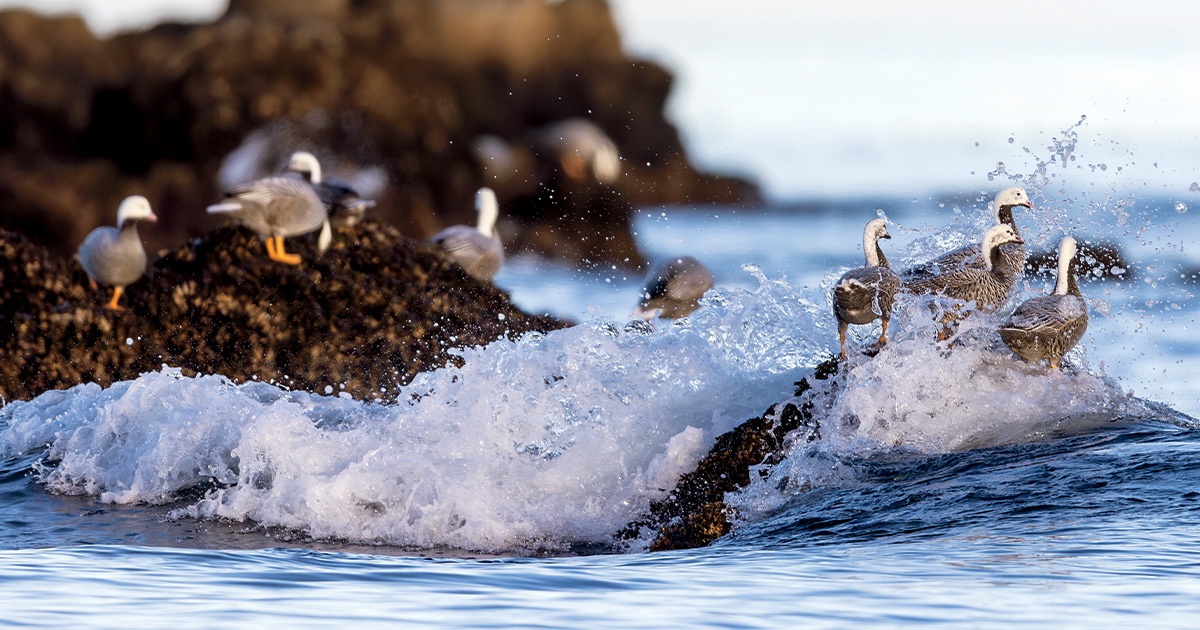 Waterfowl Conservation’s Last Frontier