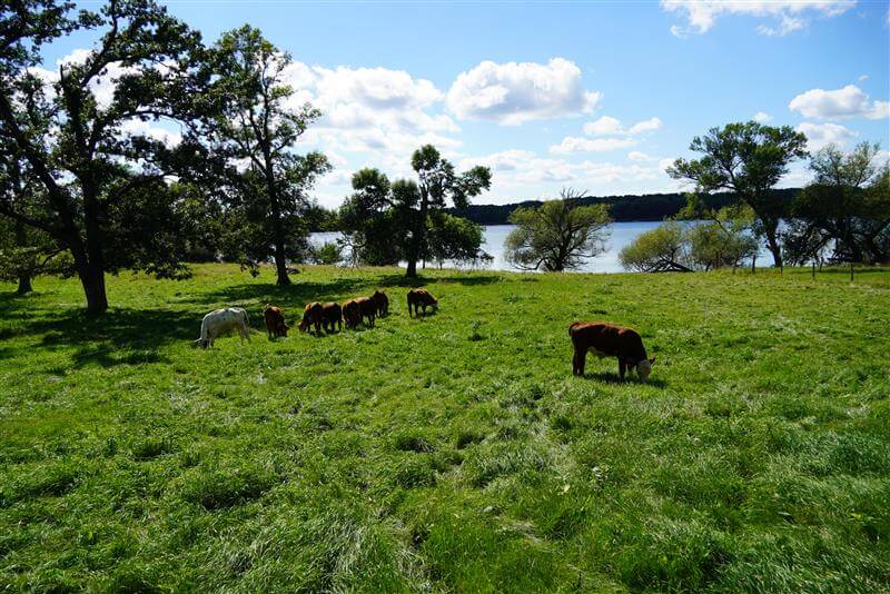 cattle-in-field.jpeg
