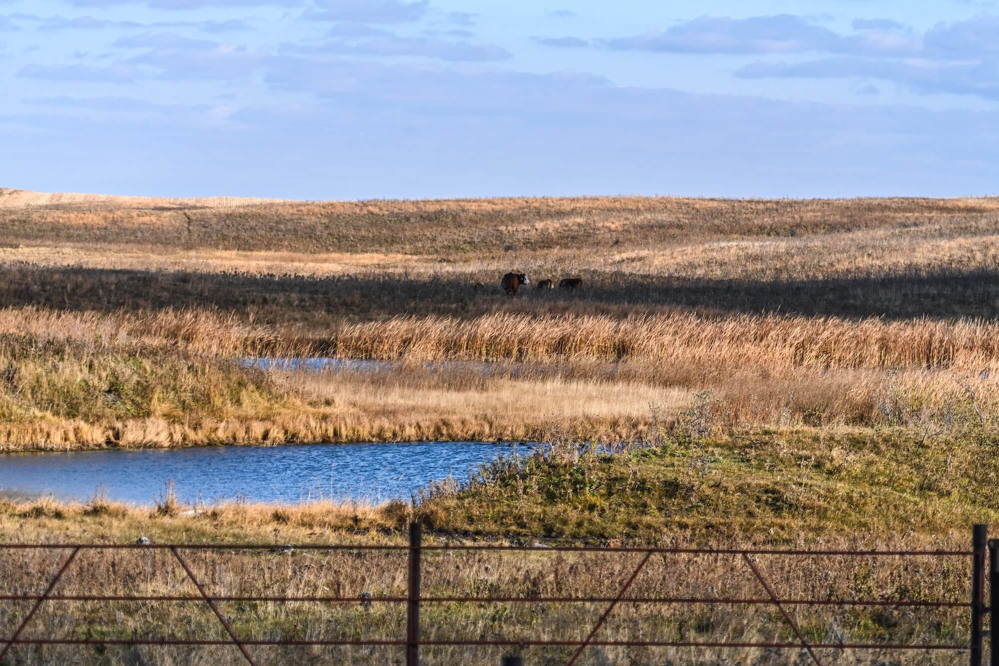 mn-wetland-restoration.jpg