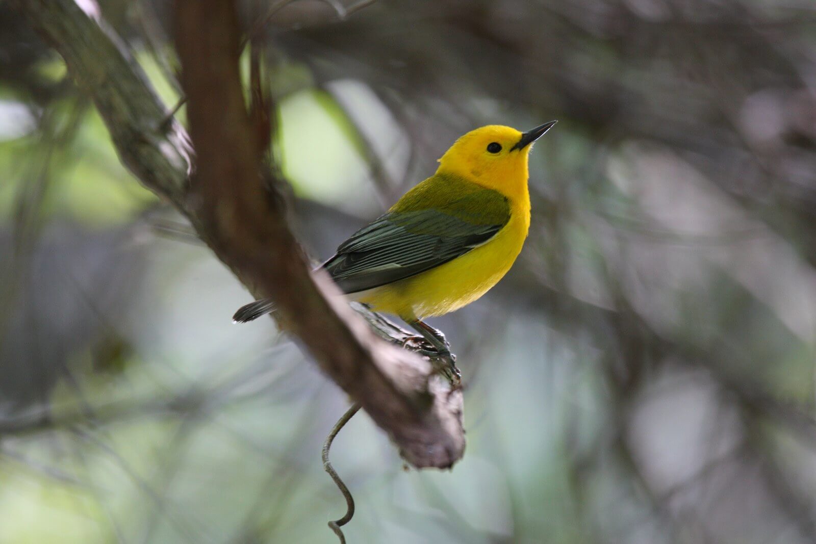 Prothonotary_Warbler_Dominic Sherony.jpeg