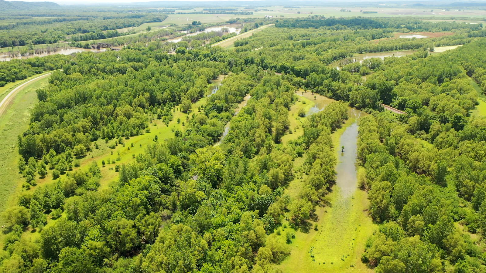 bottomland_hardwoods5.jpg