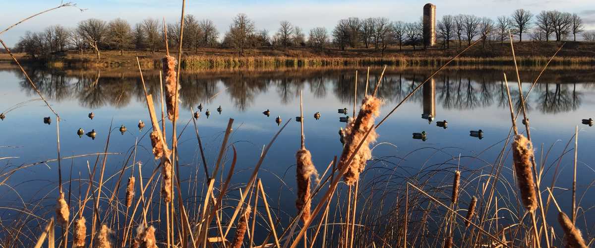 ducks catails