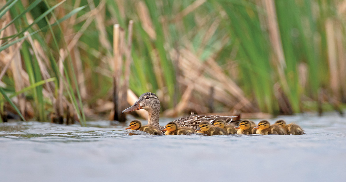 Image for Field Reports: Duck Production Outlook