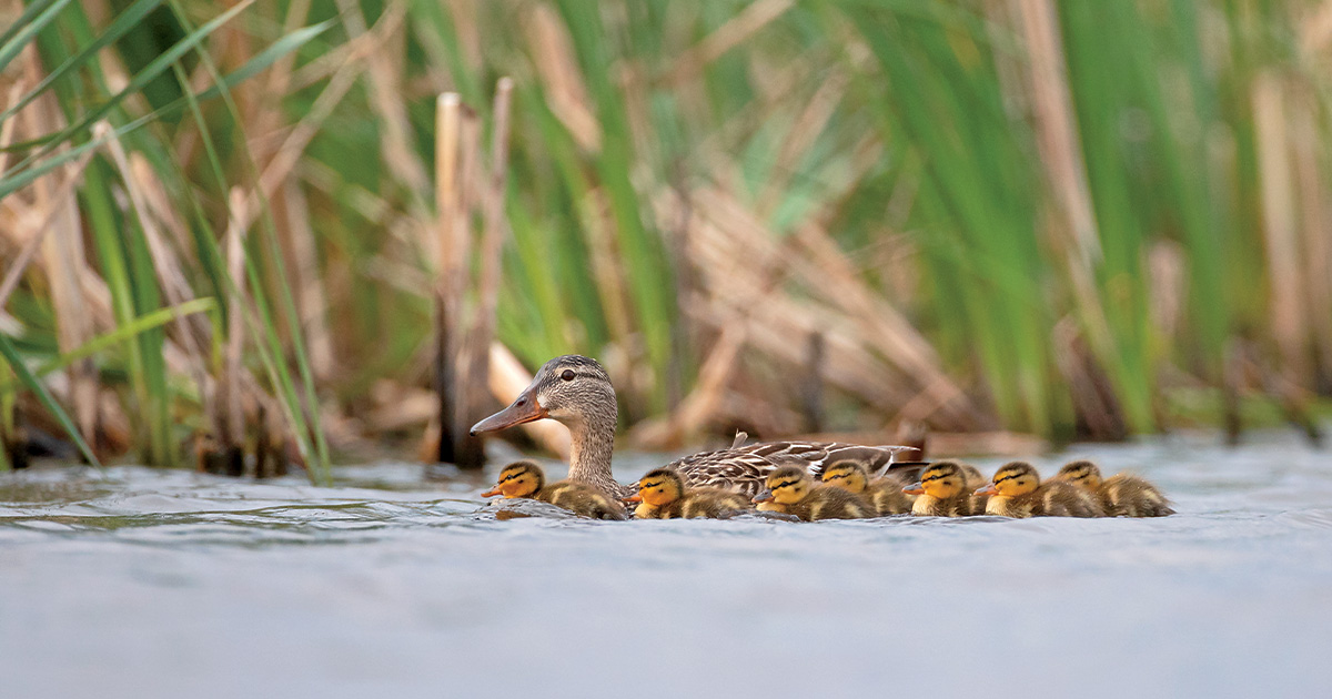 Field Reports: Duck Production Outlook