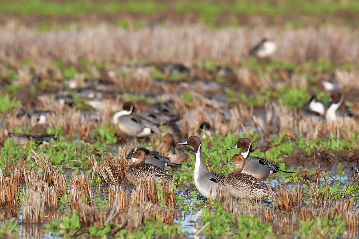 pintails in rice_1.jpeg
