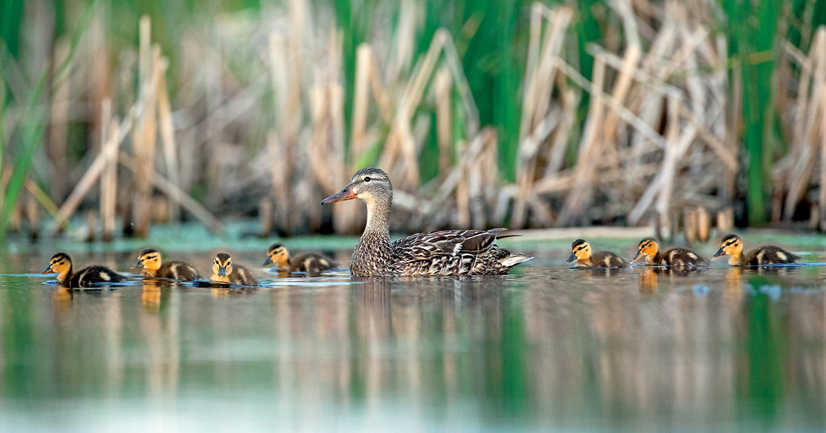 Image for Field Reports: Waterfowl Production Update