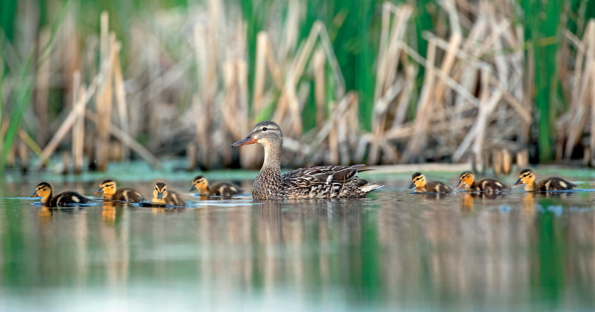 Field Reports: Waterfowl Production Update