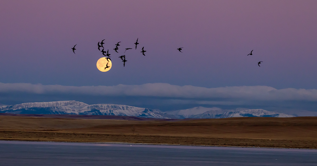 DU Special Report: 2023 Status of Waterfowl