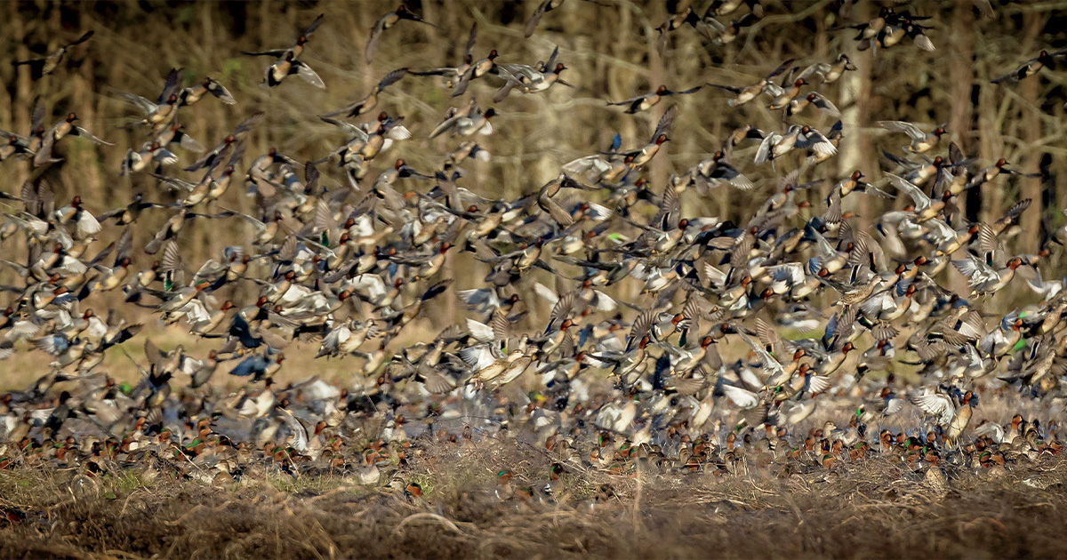 DU Special Report: 2025 Status of Waterfowl