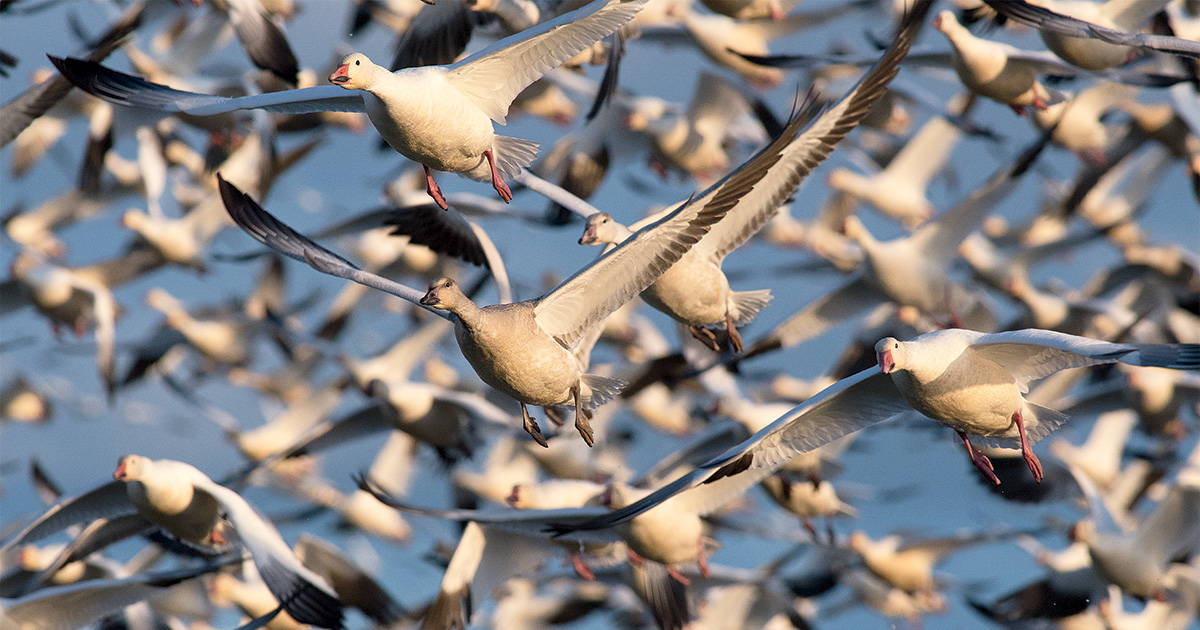 Flock of light geese. Photo by James Leash/Sharp-EyeImages.com