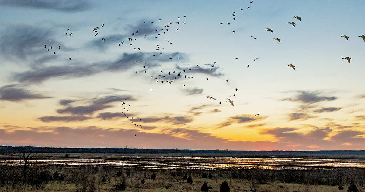 Waterfowl over wetland. Photo by Tom Martineau/WildFrontImages.com