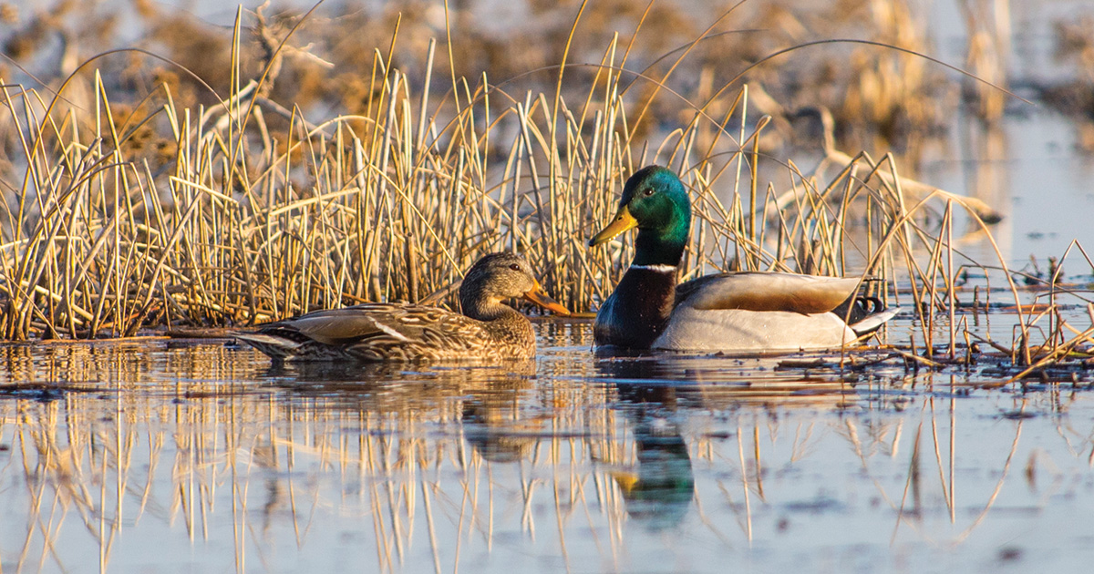 Image for 2026 State Waterfowl Surveys Overview