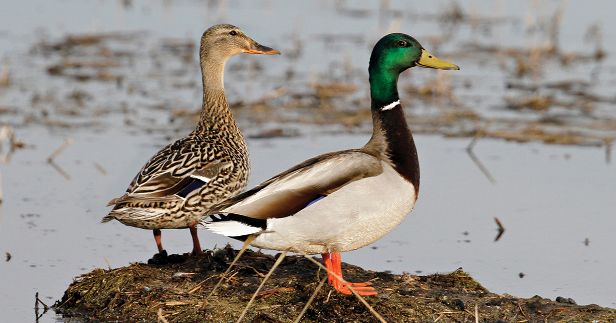 2025 State Waterfowl Surveys Overview