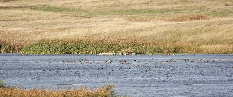 FURTMAN_CRP_POTHOLE_DUCKS_040355cs1200x500 (1).jpg