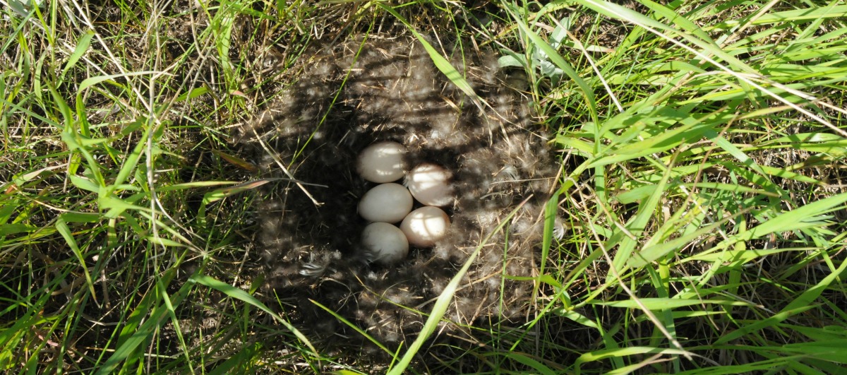 MikeCheckettPicture 797.jpg