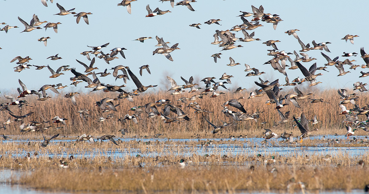 Waterfowl in wetland. Photo by James Leash_Sharp-EyeImages.com.jpg