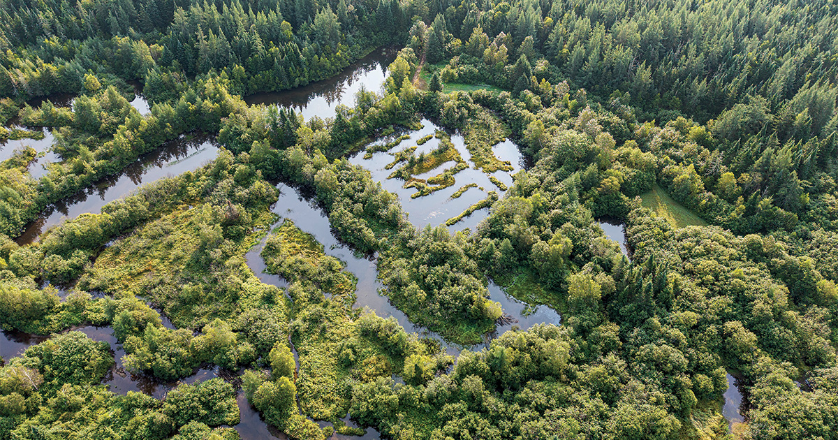 Forested wetland. Photo by DU Canada