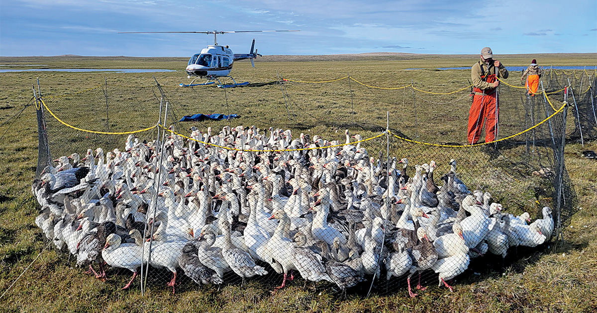Biologist and researchers studying light geese. Photo by Frank Baldwin