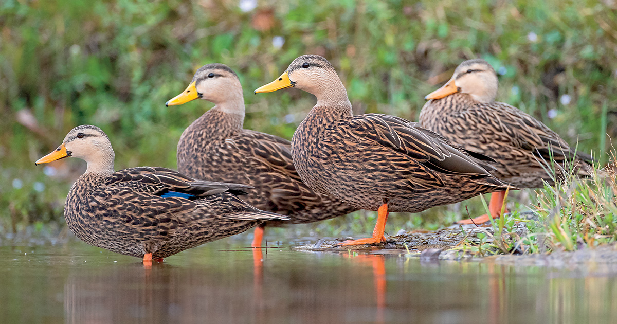 Conservation: Making a Difference for Mottled Ducks