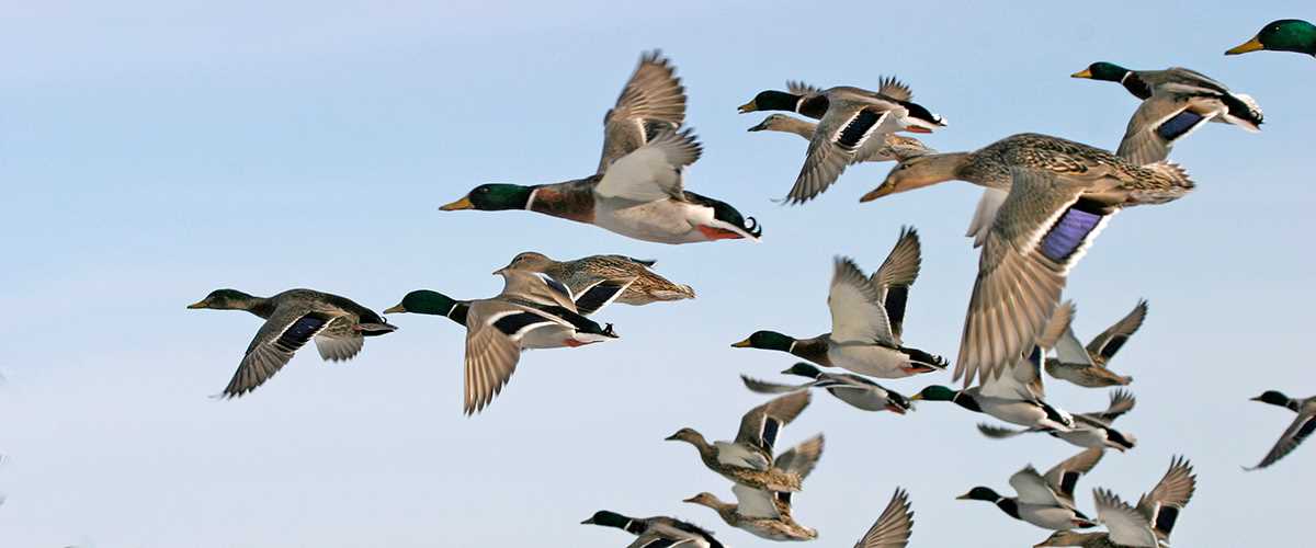 Ducks flying together