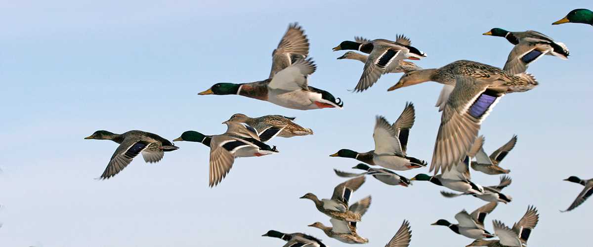 Understanding Waterfowl: Ducks and Disease