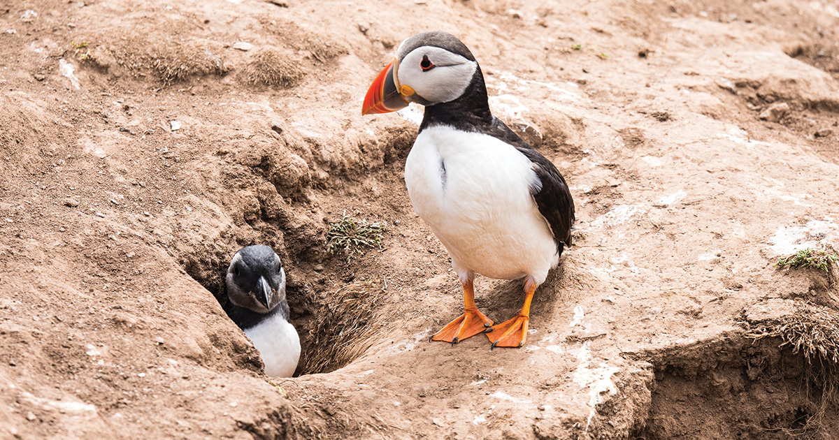 Puffin pair. Photo: Shutterstock_737214445.jpg