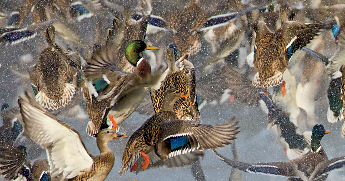 The Mallard Report