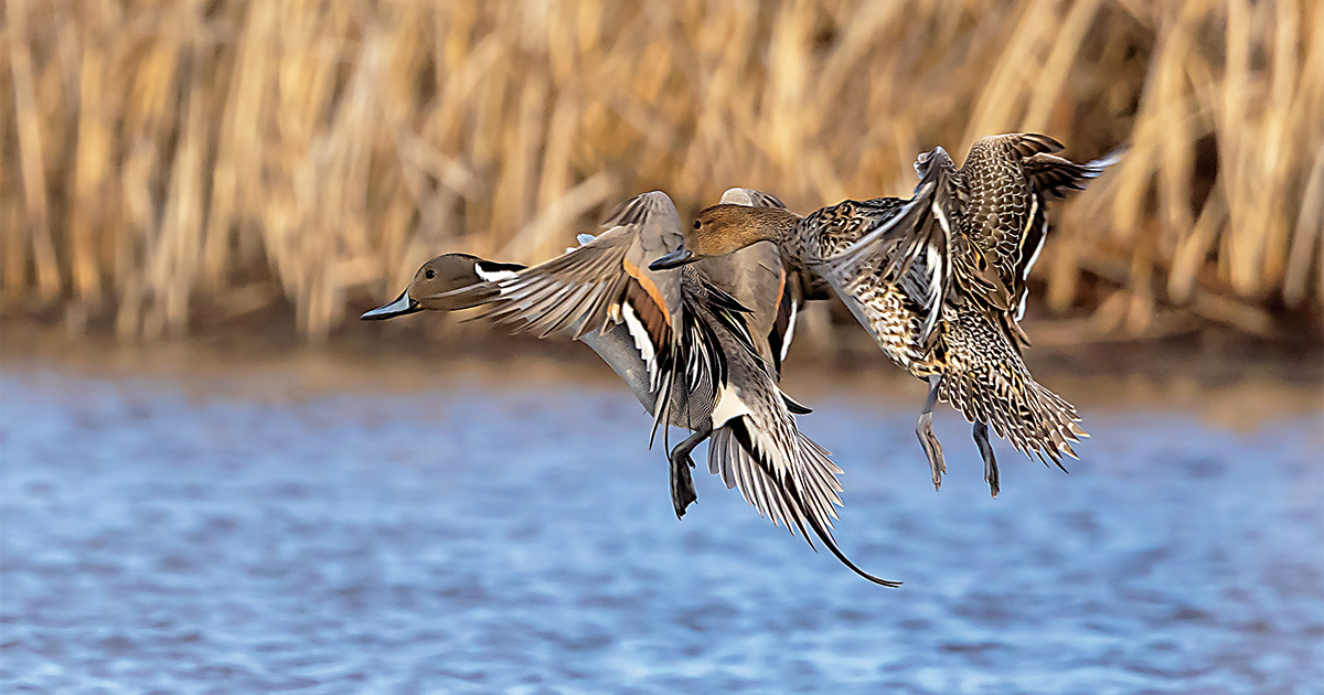 A New Era for Pintail Regulations