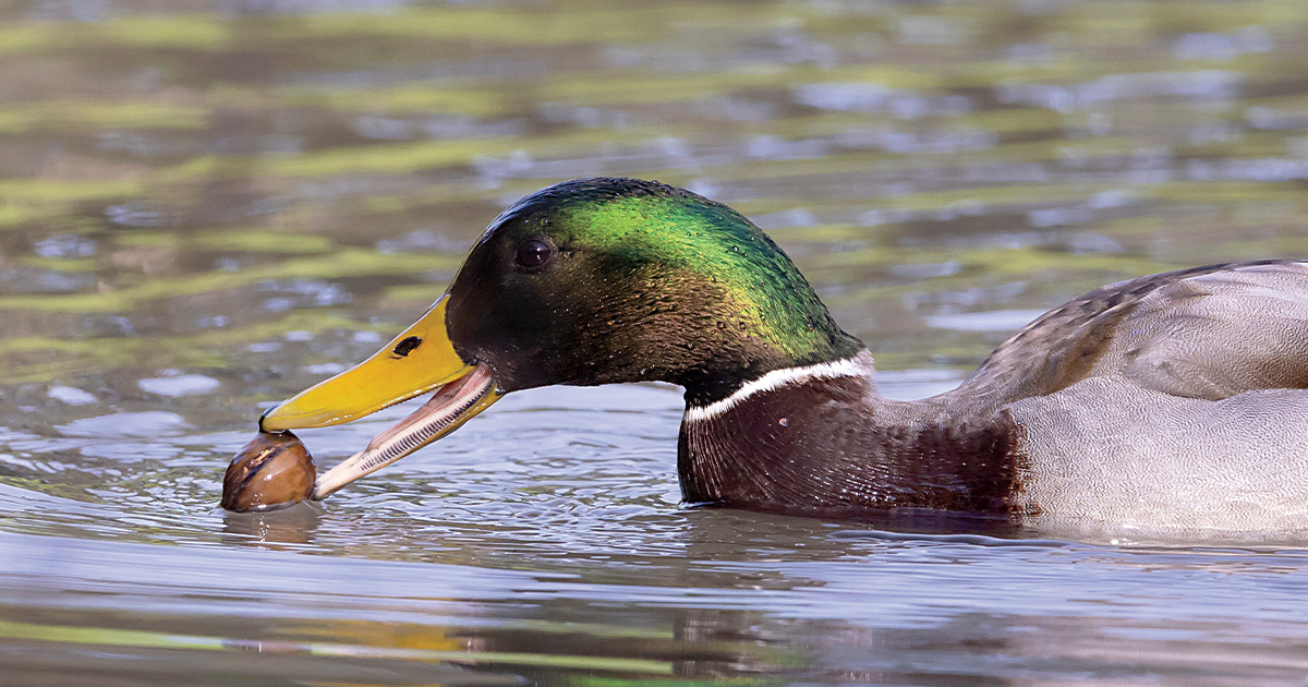 Understanding Waterfowl: Acorns and Aquatic Invertebrates