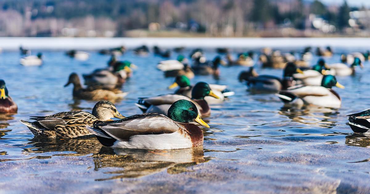 Photo of Mallards and Blue-winged teal 