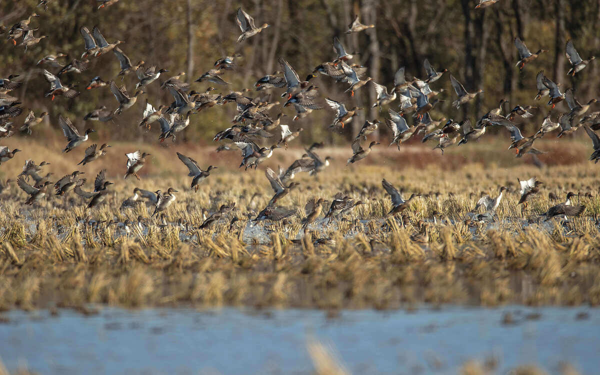 Image for Understanding Waterfowl: Balanced Diets 