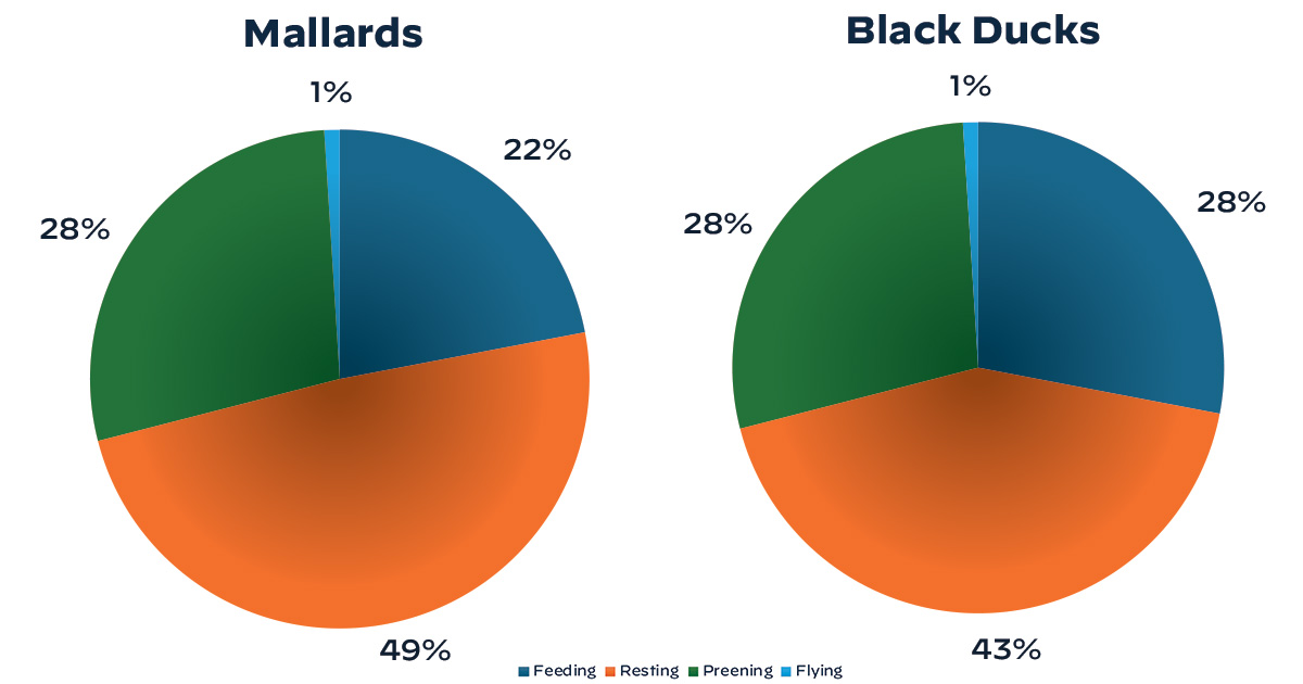 Understanding Waterfowl: Ducks Join the Digital Age