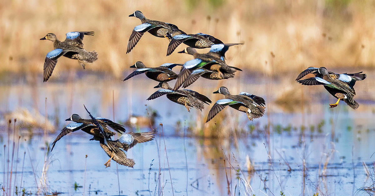 Understanding Waterfowl: Fair-Weather Friends