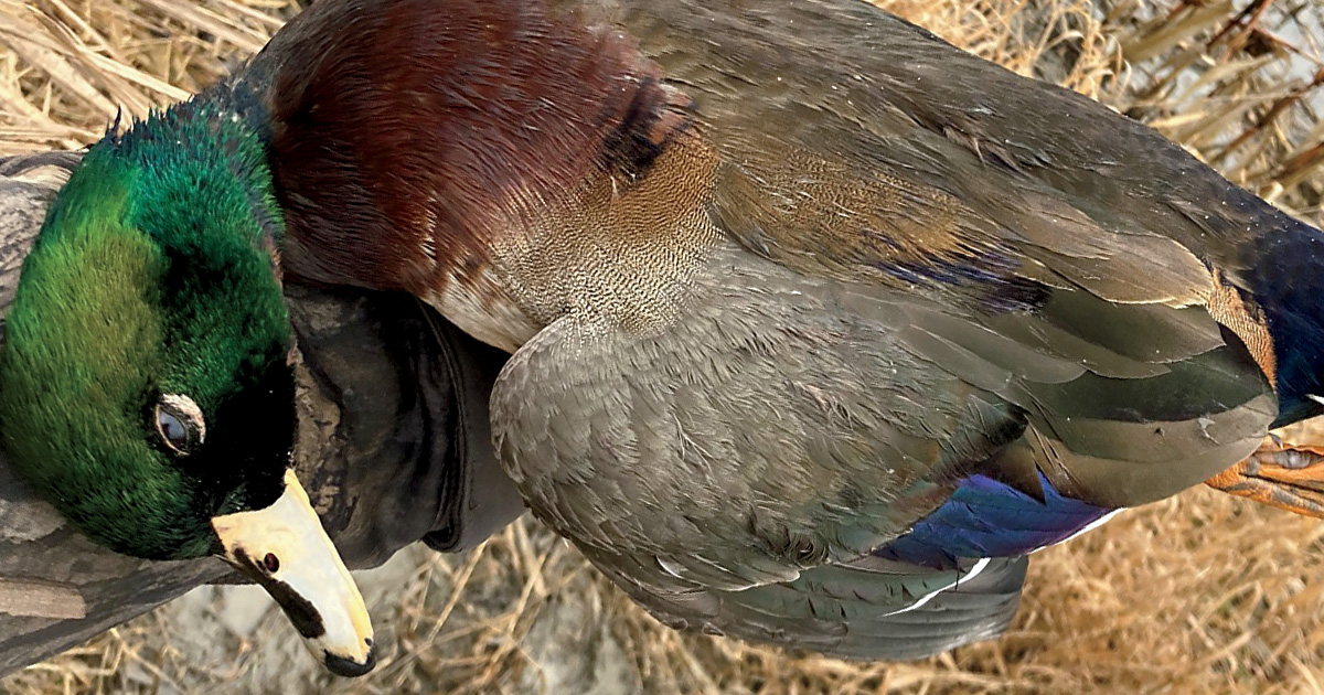 Photo courtesy of John Eenigenburg