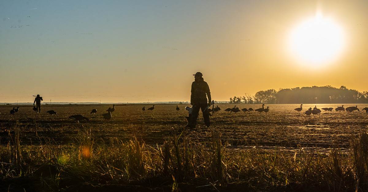 Understanding Waterfowl: Hunters and Harvest Management