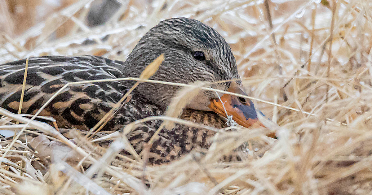 Understanding Waterfowl: More Drakes, Fewer Hens