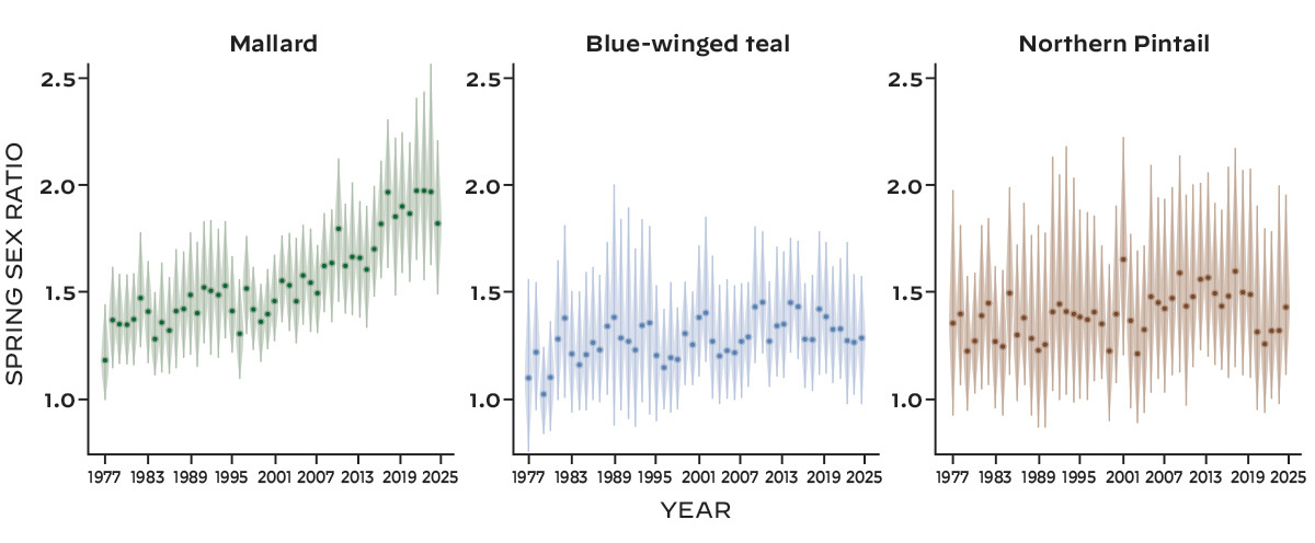 Understanding Waterfowl: More Drakes, Fewer Hens