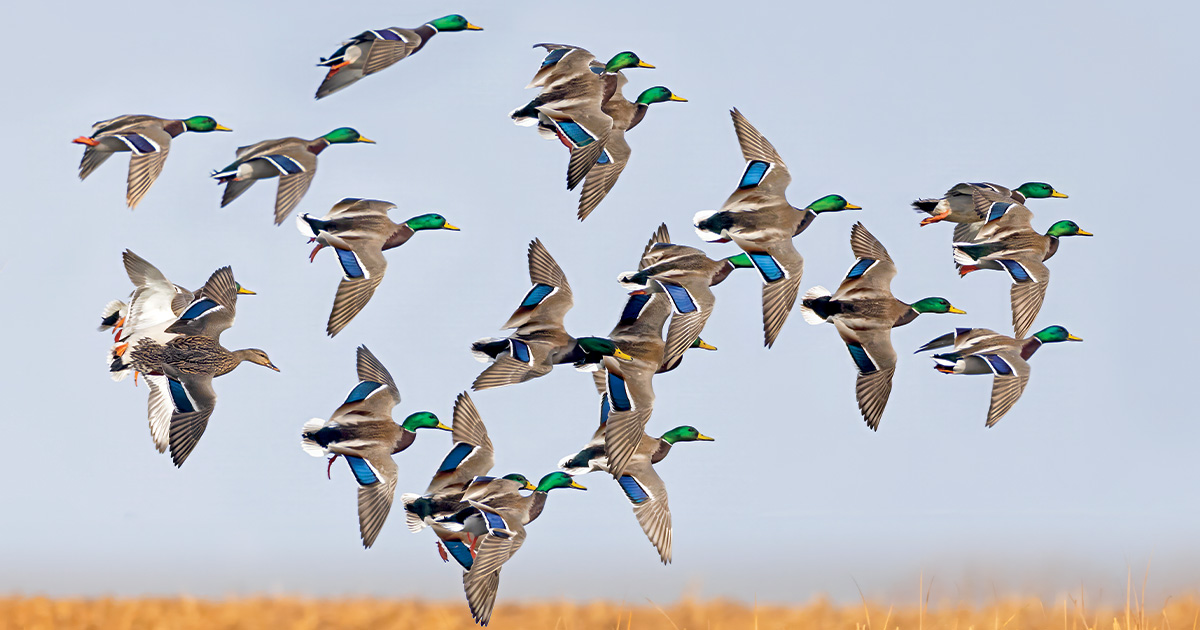 Image for Understanding Waterfowl: More Drakes, Fewer Hens