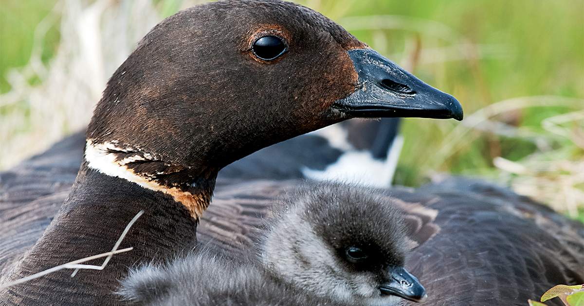 Waterfowl Research