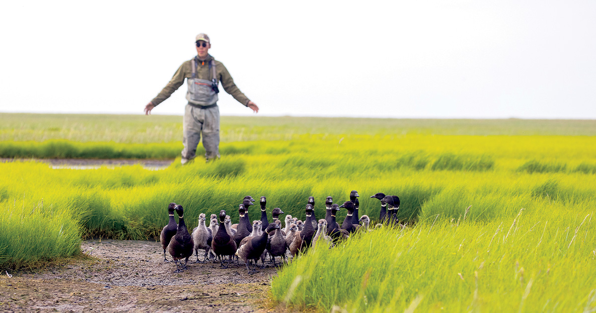 mark Lindberg_Geese.jpg