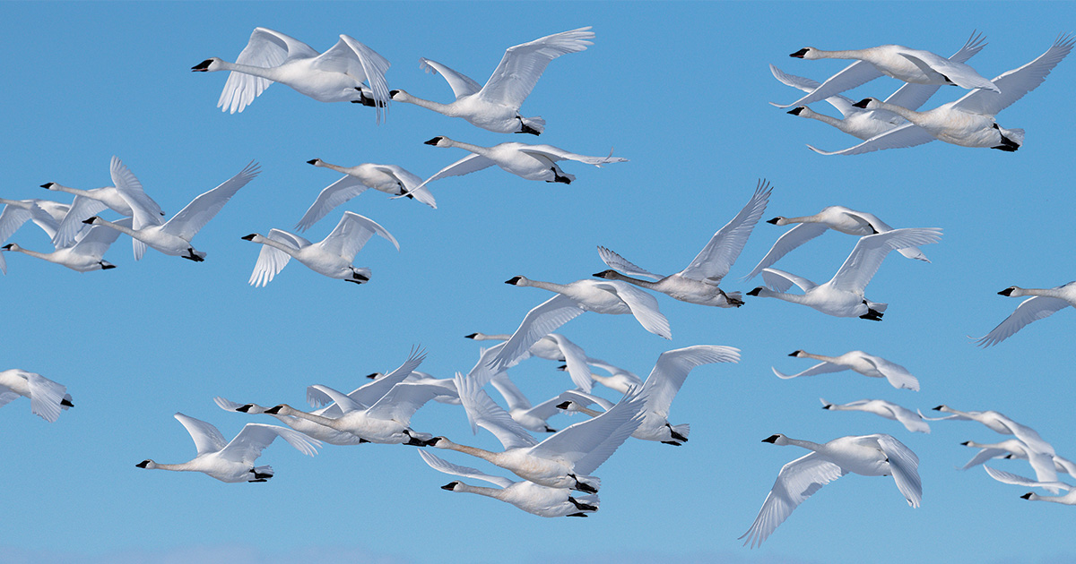 Image for Understanding Waterfowl: Return of the Trumpeters