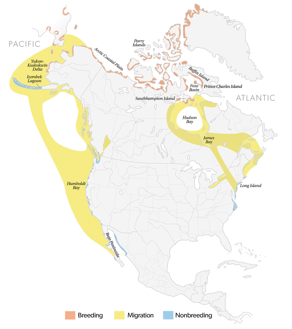 Understanding Waterfowl: The Sea Geese
