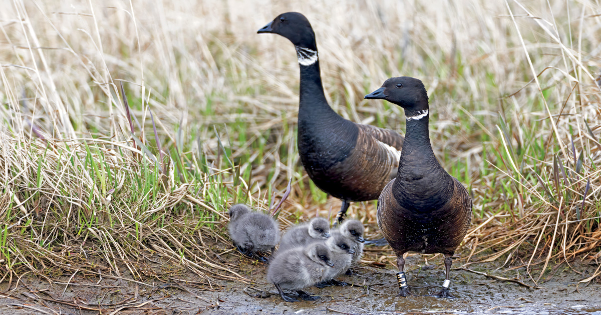 Understanding Waterfowl: The Sea Geese