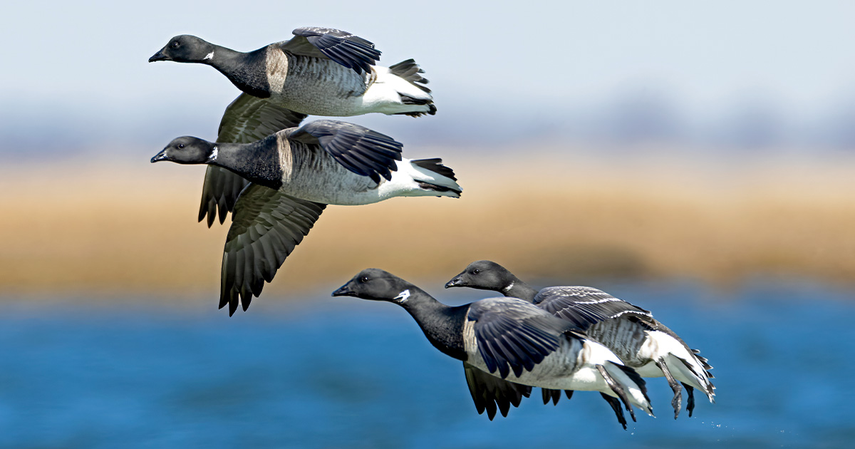 Image for Understanding Waterfowl: The Sea Geese