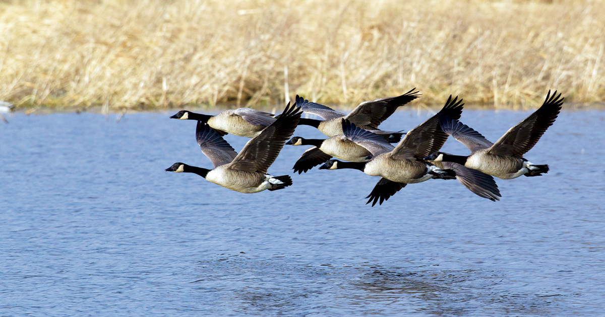 Animal Facts: Canada goose