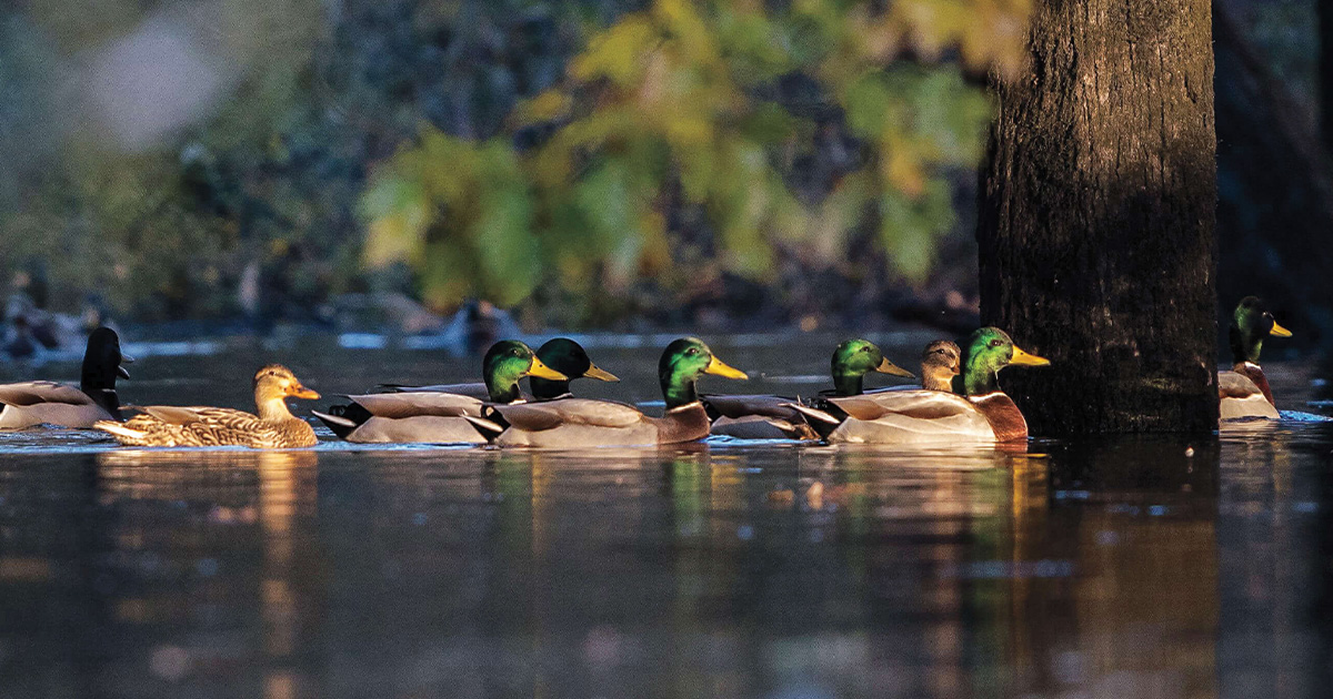 Understanding Waterfowl: Treasures in the Timber