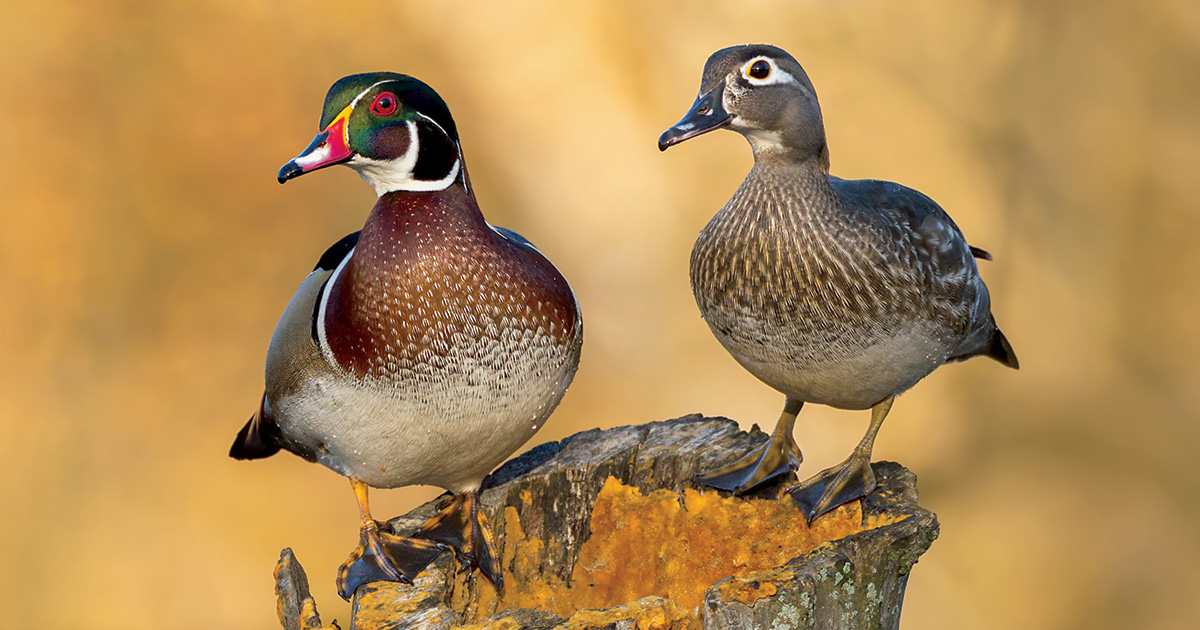 Understanding Waterfowl: Wood Ducks East to West