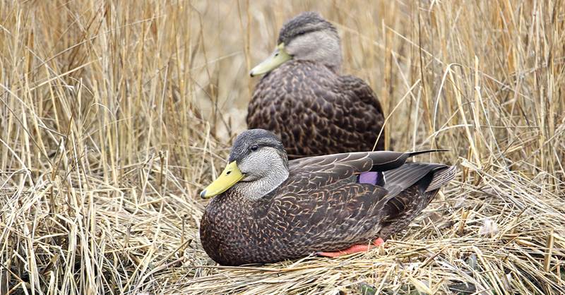 8-garykramer.net_blackducks.jpg