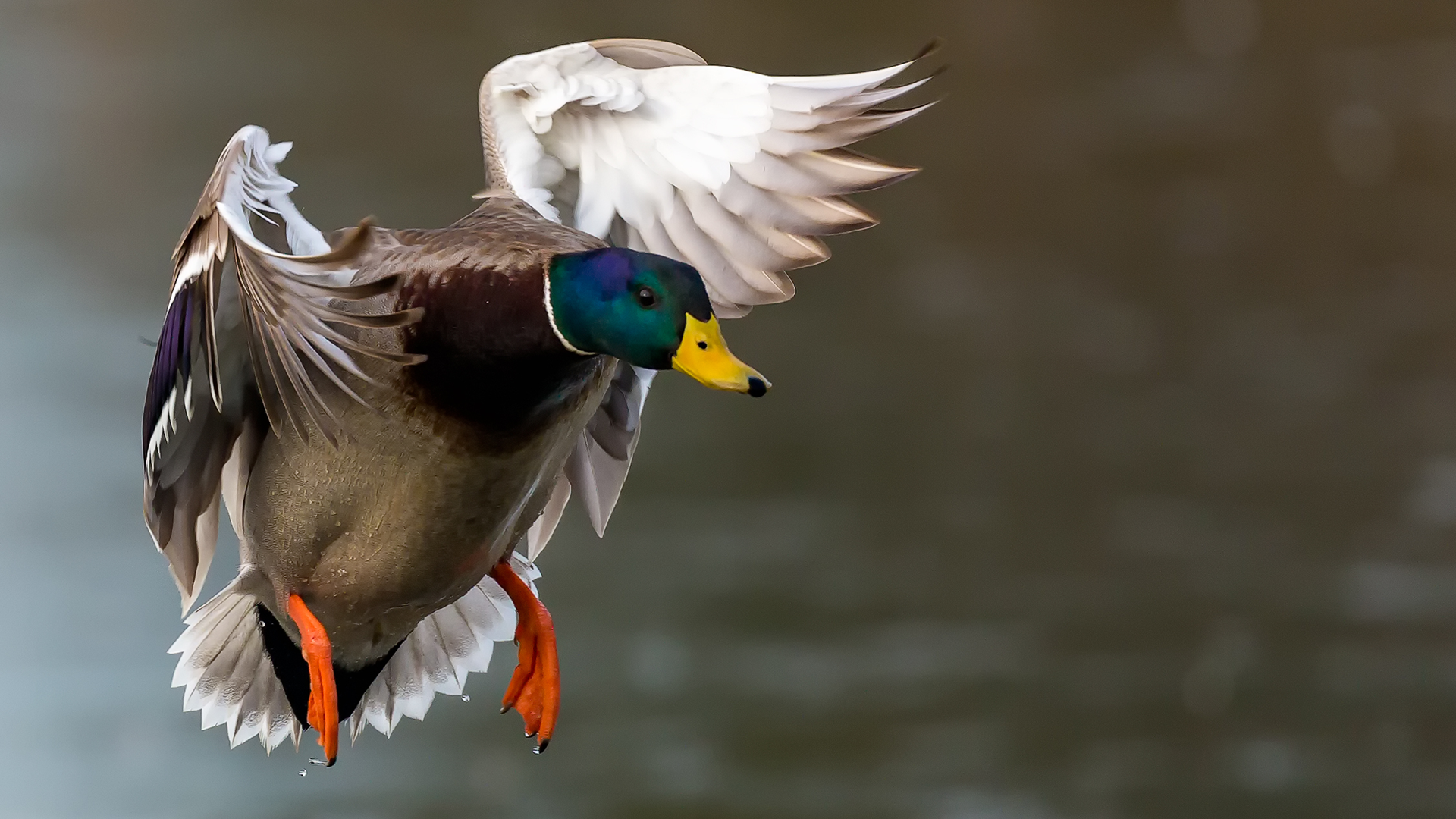 2026 Waterfowl Population Survey Results